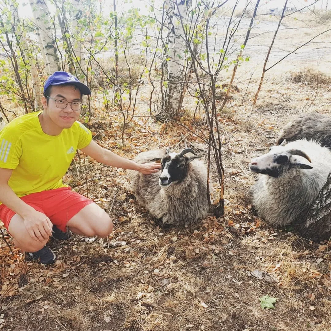 Daniel Nguyen crouching beside two sheep outdoors